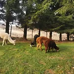 Nad Potokiem Z Alpakami *
