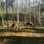 Domek alpejski Nad Potokiem Z Alpakami *