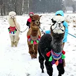 Domek alpejski Nad Potokiem Z Alpakami Stronie Śląskie