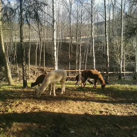Dağ evi Nad Potokiem Z Alpakami *