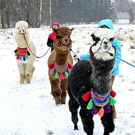木屋 Nad Potokiem Z Alpakami Stronie Śląskie