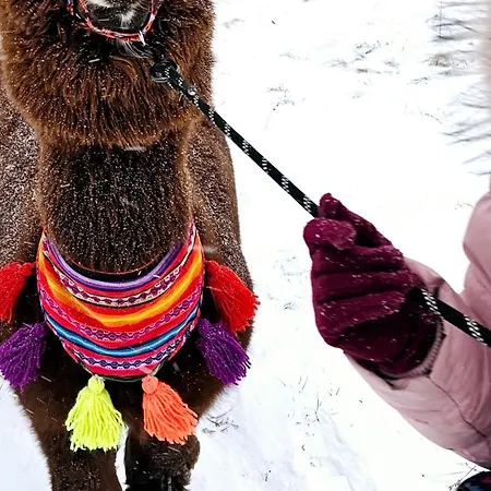 Nad Potokiem Z Alpakami * Stronie Śląskie