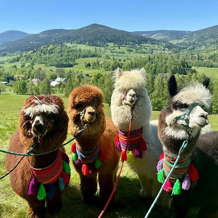 Nad Potokiem Z Alpakami 木屋 Stronie Śląskie