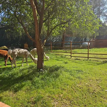 Dağ evi Nad Potokiem Z Alpakami Stronie Śląskie