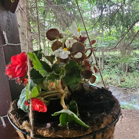 Nad Potokiem Z Alpakami 木屋