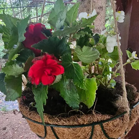 Nad Potokiem Z Alpakami Dağ evi *