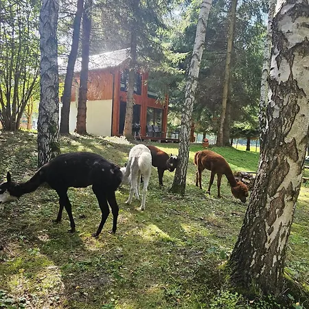 Dağ evi Nad Potokiem Z Alpakami *