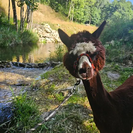 Nad Potokiem Z Alpakami Stronie Śląskie