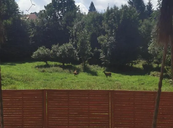 Nad Potokiem Z Alpakami *