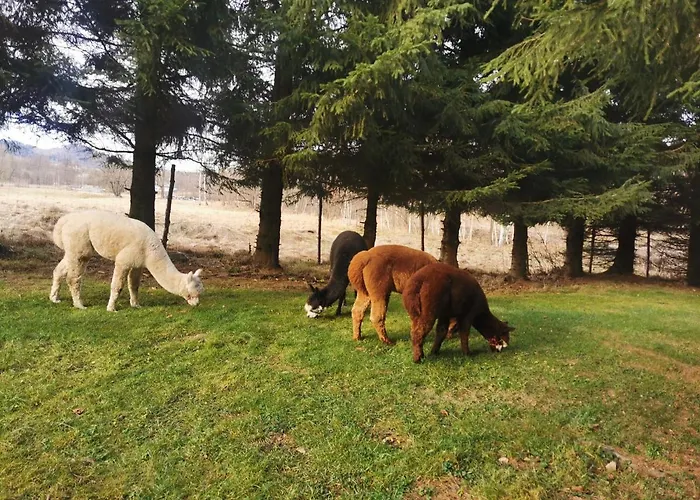 Nad Potokiem Z Alpakami *