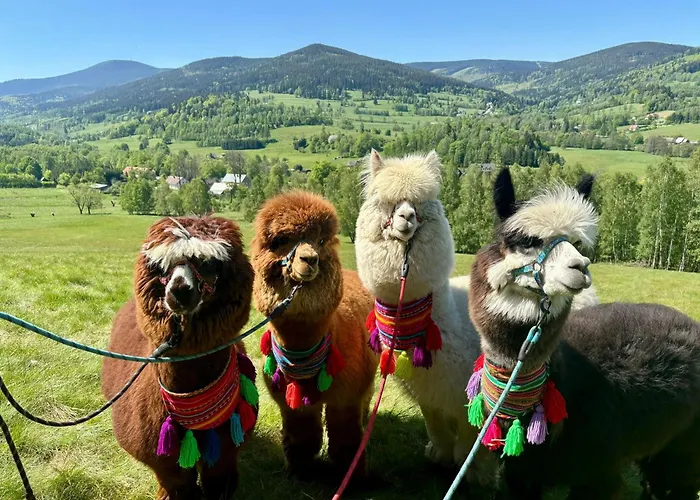 Nad Potokiem Z Alpakami Chalé Stronie Śląskie