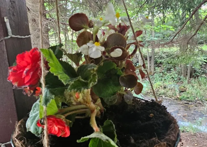 Nad Potokiem Z Alpakami Dağ evi