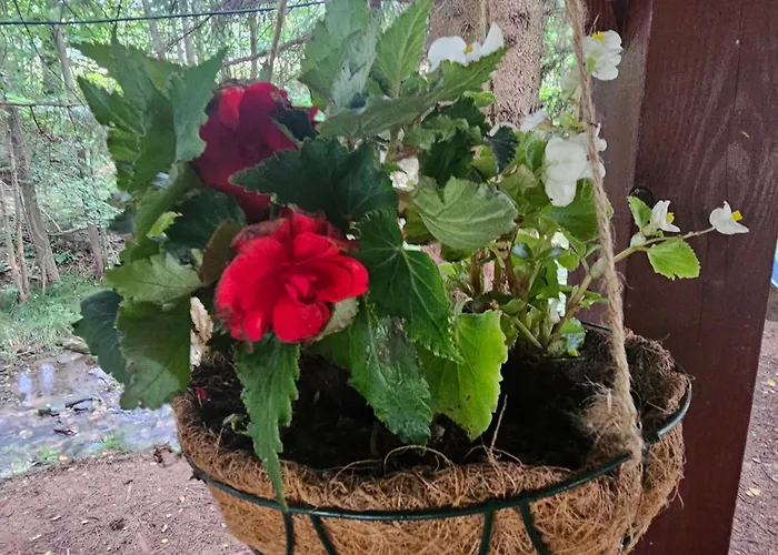 Nad Potokiem Z Alpakami Dağ evi *