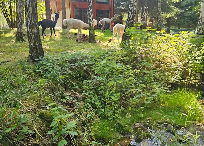 Nad Potokiem Z Alpakami Chalé Stronie Śląskie