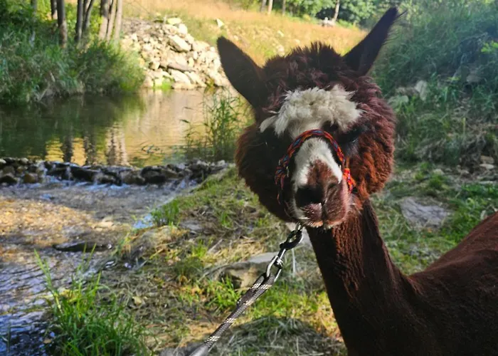 Nad Potokiem Z Alpakami Stronie Śląskie